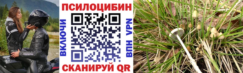 это какой сайт  где можно купить наркотик  Рославль  Псилоцибиновые грибы Psilocybe 